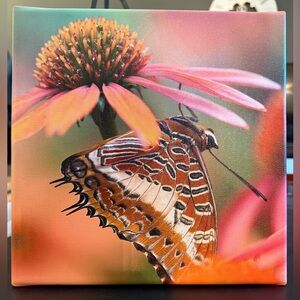 Original Photography Butterfly Canvas with Coneflower